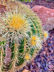 Cactus in natural habitat. 