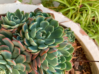 Succulent plant in a pot, close up.