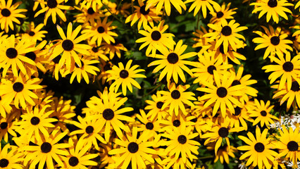 Spring flowers. Yellow color. Plants as a background. Small whole flowers. Nature and plants.