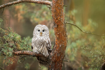 male Ural owl (Strix uralensis) sitting on the pine tree