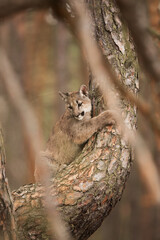 Obraz premium young Cougar (Puma concolor) mountain lion hiding in a pine tree