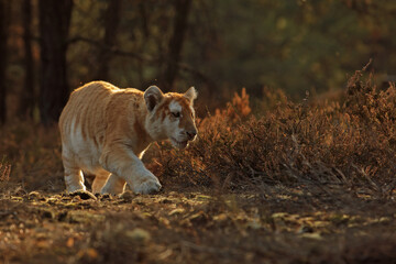 Fototapeta premium male Malayan tiger (Panthera tigris jacksoni) walking through the jungle in the early evening