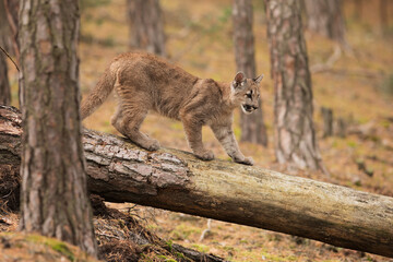 young Cougar (Puma concolor) mountain lion walking on a fallen tree trunk