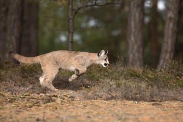 young Cougar (Puma concolor) mountain lion preparing to jump
