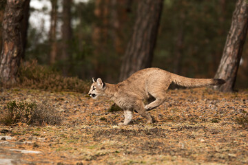 young Cougar (Puma concolor) mountain lion running fast through the woods