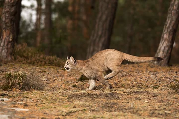Fotobehang Poema young Cougar (Puma concolor) mountain lion running fast through the woods  © michal