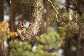 young Cougar (Puma concolor) mountain lion sitting in a tree on a pine