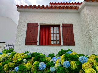 colorful house with hydreangea flowers bloom, at flores island at the azores portugal