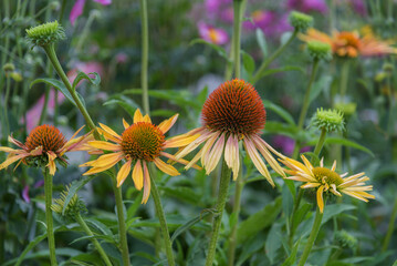 Echinacea paradoxa. Flowers for gardens, parks, balconies terraces
