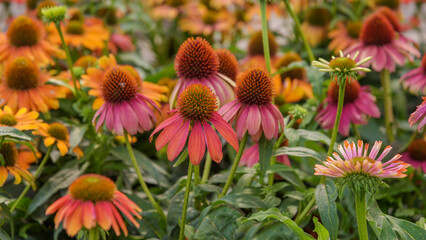 Showy flowers Echinacea paradoxa. Flowers for gardens, parks, terraces