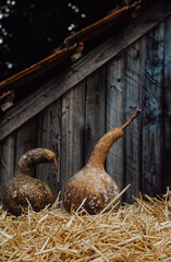 variety of pumpkins on hay background, autumn harvest, halloween concept