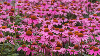 Feld of Echinacea purpurea. Flowers for gardens, parks