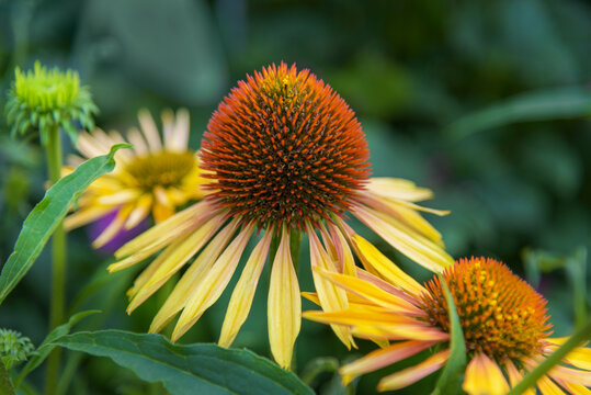 Echinacea paradoxa head, inflorescence. Flowers for gardens, parks