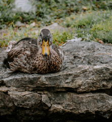 Close up shot of duck 2