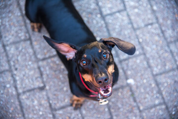 Nigel the Dachshund barking to Camera