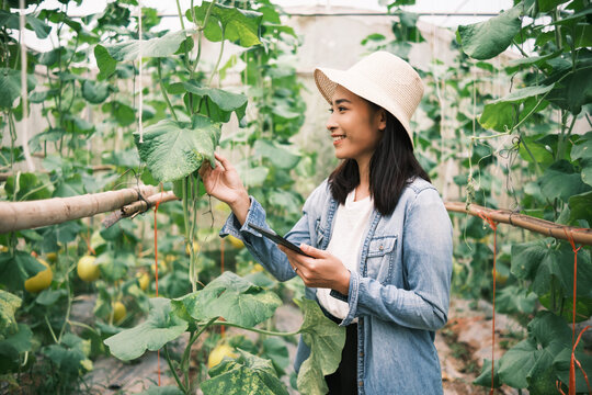Asian woman farmer farming melon, botanist using computer portable tablet device analyzing studying and recording science data of melon fruit plant water nutrition growth and breeding of types.
