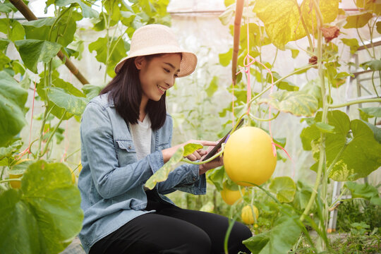 Asian woman farmer farming melon in greenhouse biome, botanist using computer portable tablet device analyzing studying and recording science data of melon fruit plant water nutrition growth breed.