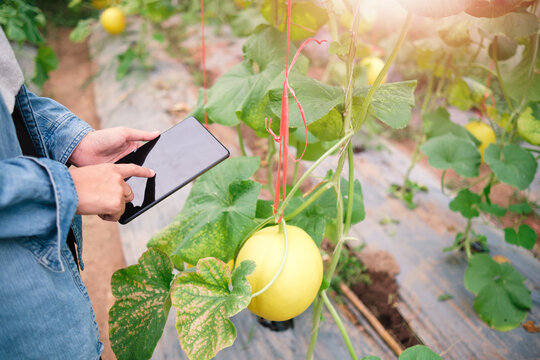 Agriculture farmer botanist, using computer tablet device analyzing studying recording data of melon fruit plant monitoring water nutrition growth for breed with science, greenhouse plantation biome.