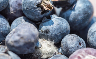 Blueberries in a close-up. Bad blueberries. Old fruit close-up. Isolated berries.
