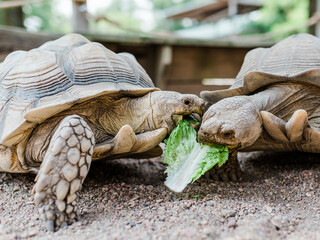 Tortoise eats a shared piece of lettuce with another turtle at the zoo