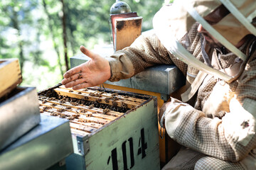Side view of a beekeeper holding the queen bee in the palm of his hand. 