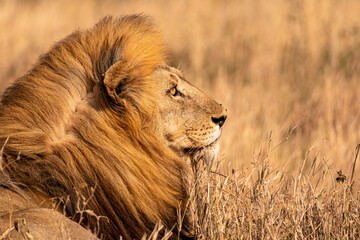 Profile portrait of an old lion lying in the savanna on a sunny day
