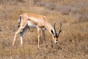 Isolated Thomson's gazelle (Eudorcas thomsonii) grazing in Ngorongoro Crater National Park in Tanzania. Wildlife of Africa