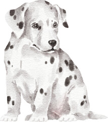 Dalmatian puppy illustration
