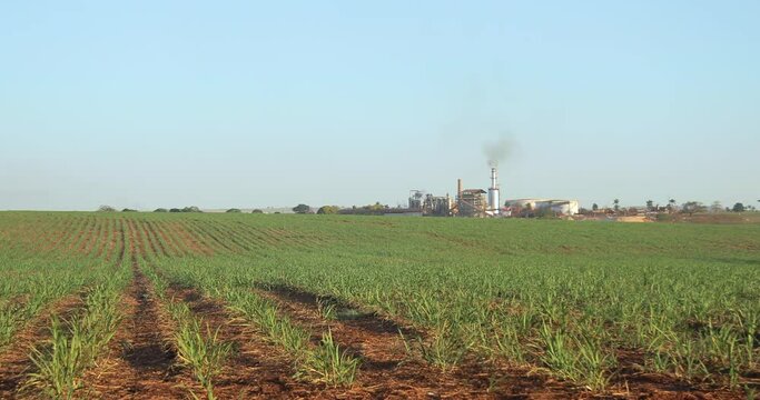 sugar cane plantation farm sunset usine in background selective focus