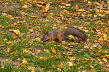 Squirrel in the autumn park. Animals on the street of the city.