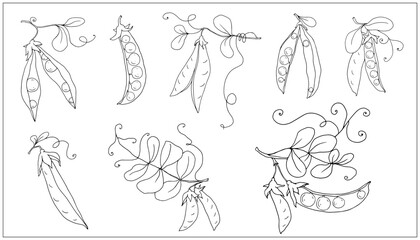 Set of botanical line sketches of green pea pods.Vector graphics.