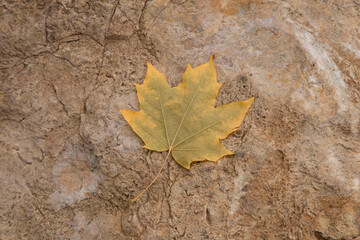Maple leaf on the street.Autumn background with maple leaves.