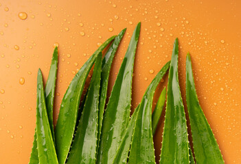 Aloe vera leaves on orange background. Aloe it is a succulent herbaceous plant. Widely used in medicine and cosmetics.