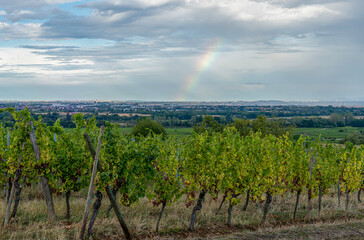 Fototapeta na wymiar Goxwiller, France - 09 03 2022: Panoramic view of vine fields along the wine route at sunset with Rainbow