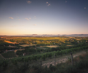 Nice vineyard at lake Balaton in summer