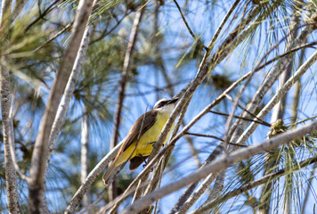 Photograph of a Great kiskadee.