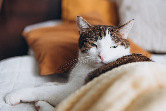White with gray cat lies in bed at home, house comfort concept, indoor. Cope space. Adopt pets banner
