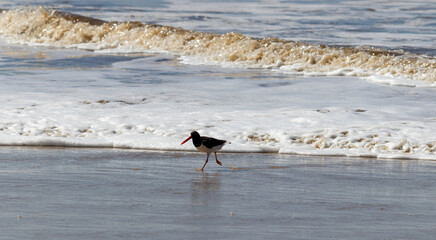 American oystercatcher on the beach.