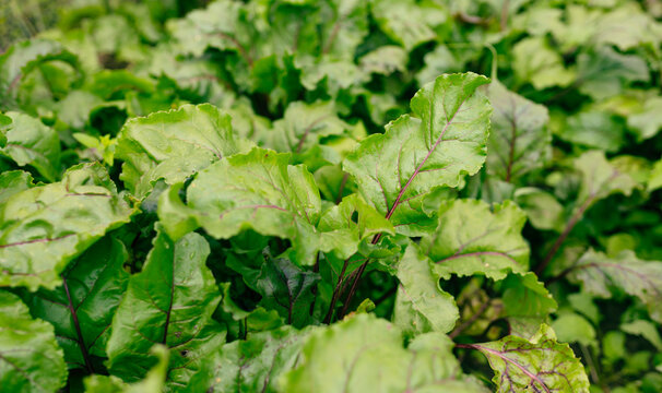Beautiful Organic green beet leaves in a vegetable garden. Closeup beetroot leaves from garden bed. High quality photo