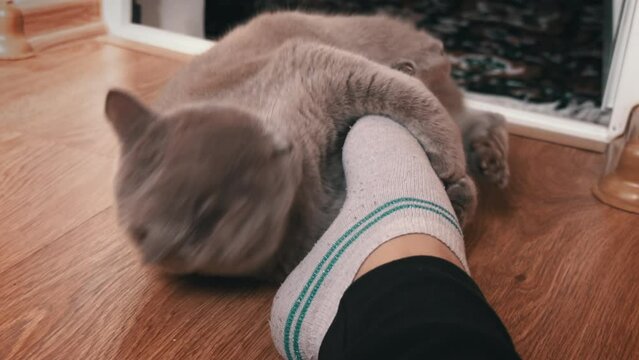 Gray thoroughbred domestic cat plays with the feet of his mistress. Playing cat bites female legs. Fun games with a cat. Pets require attention.