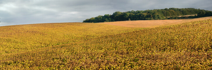 soybean field ripening hills, yellowed golden leaves and dramatic clouds on the sky
