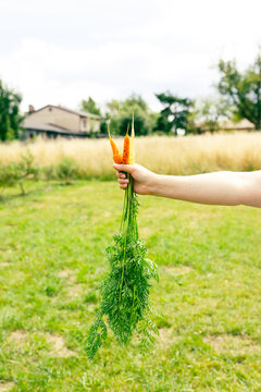 Carrot in the hand. Big one fresh orange carrot in a female hand on a background of the garden. Agriculture concept, gardening, growing vegetables. Close up, High quality photo