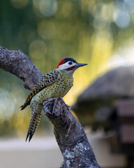 A  Green-barred woodpecker also know as Pica-pau or Carpintero perched on the branch. Species Colaptes melanochloros. Birdwatching. Birding. Bird lover.