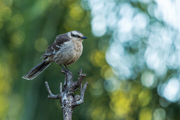 Obraz premium The chalk-browed mockingbird or Sabia-do-campo perched on a tree. It's a typical bird from the south-central region of Brazil. Species Mimus saturninus. Birdwathching. Birding.