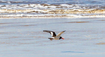 American oystercatcher on the beach.