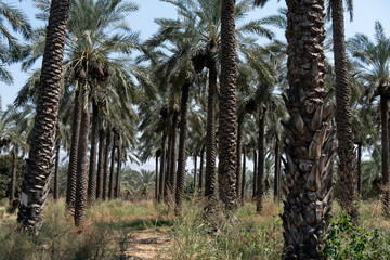 Grove of Date Palm Trees in northern Israel