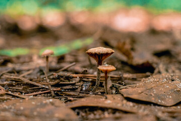 mushrooms in the forest