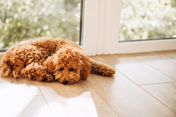 A small ginger poodle lying on the floor near the big window. Front view