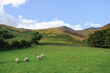 Fototapeta premium Mountains and sheep farm field view in Cumbria, England, United Kingdom