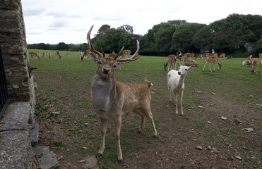 Padstow Cornwall UK 09 25 2022 Deer Park Prideaux Place